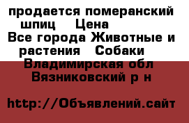 продается померанский шпиц  › Цена ­ 35 000 - Все города Животные и растения » Собаки   . Владимирская обл.,Вязниковский р-н